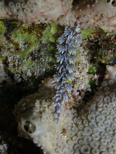 Pteraeolidia semperi