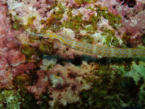 Corythoichthys schultzi