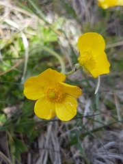 Ranunculus pimpinellifolius