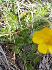 Ranunculus pimpinellifolius