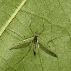 Dicranota maculata