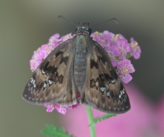 Erynnis juvenalis juvenalis