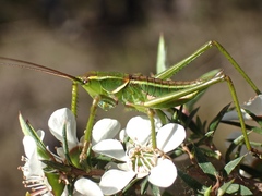 Terpandrus