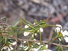 Terpandrus