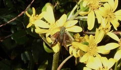 Parnara guttata guttata