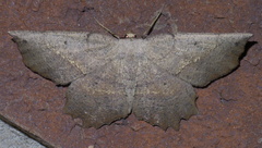 Euchlaena obtusaria