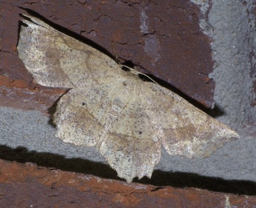 Forked Euchlaena Moth photo 3