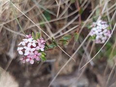 Pimelea alpina