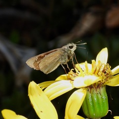 Parnara guttata guttata