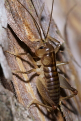 Hemiandrus pallitarsis