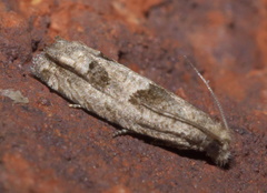 Eucosma apacheana