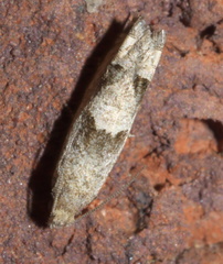 Eucosma apacheana