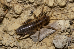 Hemiandrus pallitarsis