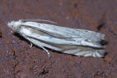 Eucosma striatana