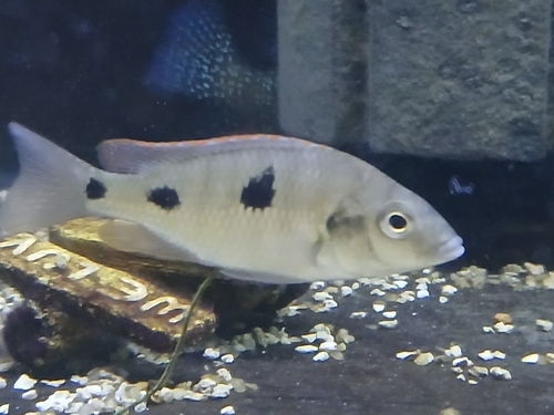 Fourspot cichlid (Otopharynx tetrastigma) — Cichlidae — 2