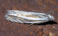 Eucosma striatana