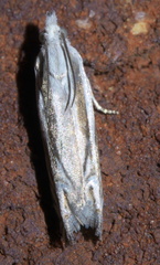 Eucosma striatana