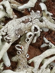 Xanthoparmelia convoluta