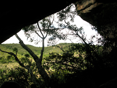 Afrocarpus falcatus