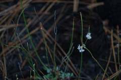 Eriogonum wrightii oresbium