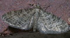 Eupithecia annulata