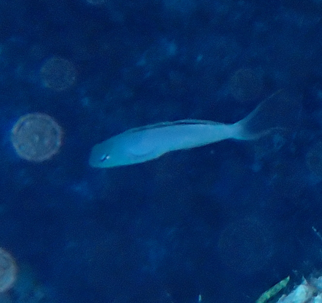 Eyelash Fangblenny
