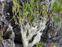 Erica reunionensis image