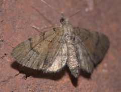 Eupithecia peckorum
