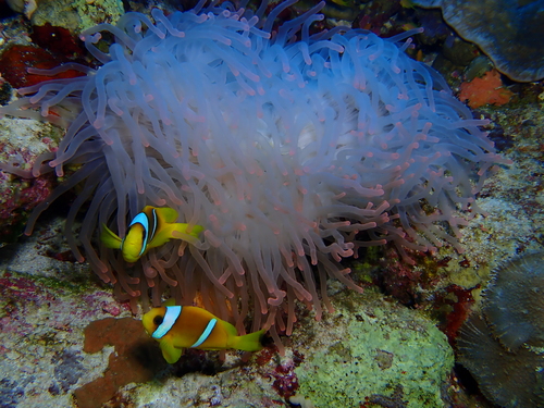 Amphiprion bicinctus