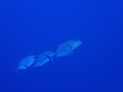 Caranx melampygus