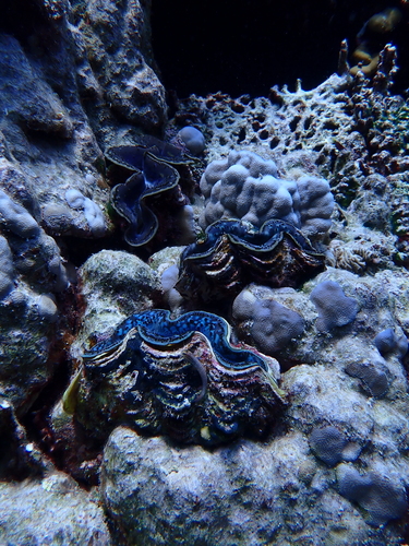 Tridacna maxima