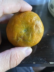 Penicillium digitatum