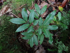 Doratoxylon apetalum