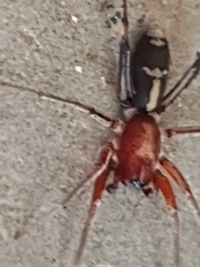 Nucastia supunnoides