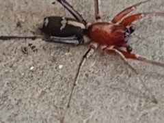 Nucastia supunnoides