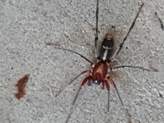 Nucastia supunnoides