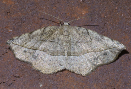 Eusarca packardaria (McDunnough, 1940)