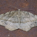 Packard's Eusarca Moth - Photo (c) Robert Webster, some rights reserved (CC BY-SA), uploaded by Robert Webster