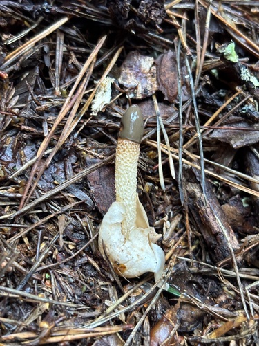 dog stinkhorn