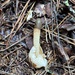 dog stinkhorn