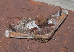 Eutelia pulcherrimus