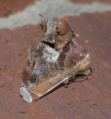 Eutelia pulcherrimus