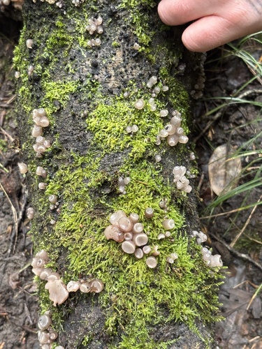 Beech Jelly-disc