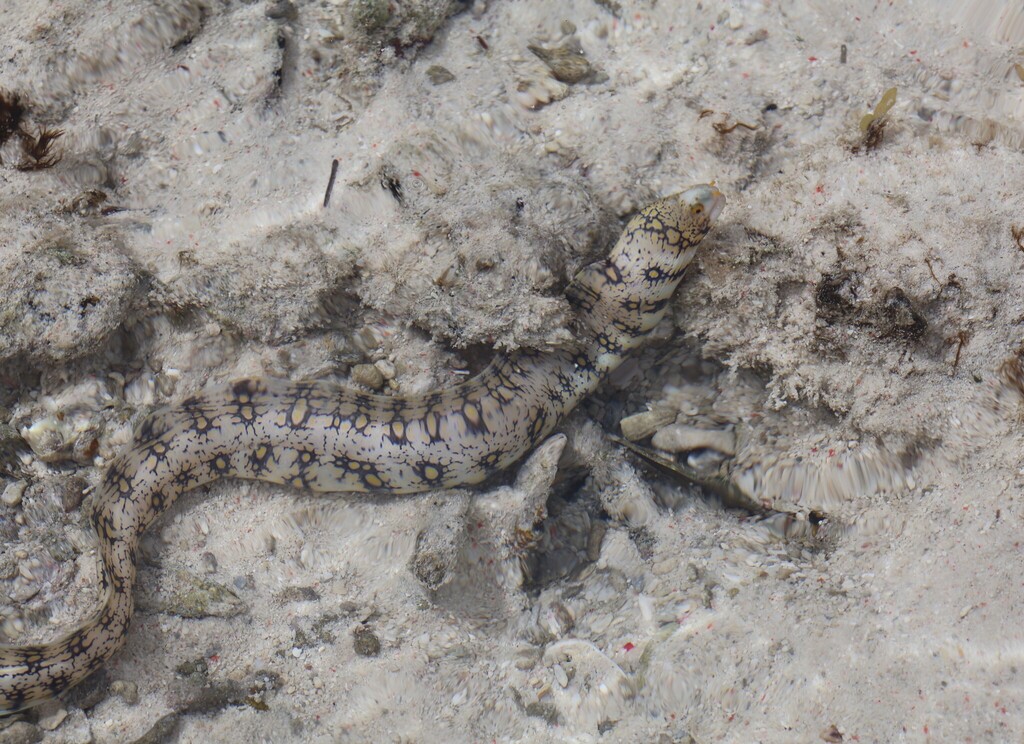 Snowflake moray