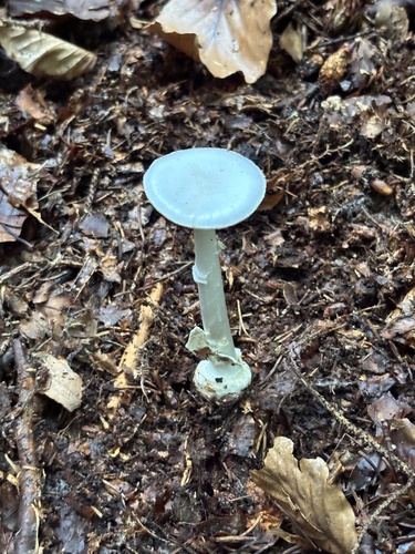 Amanita subg. Amanitina