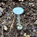 Amanita subg. Amanitina