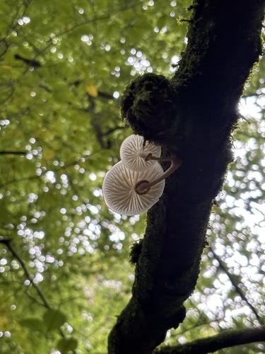 porcelain mushroom