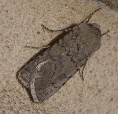 Euxoa comosa