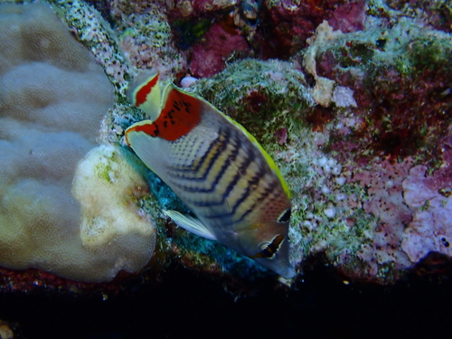 Chaetodon paucifasciatus