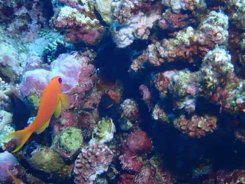Pseudanthias squamipinnis